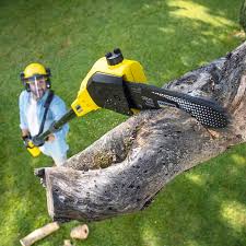 Best Lawn Disease Treatment  in Mapleton, MN